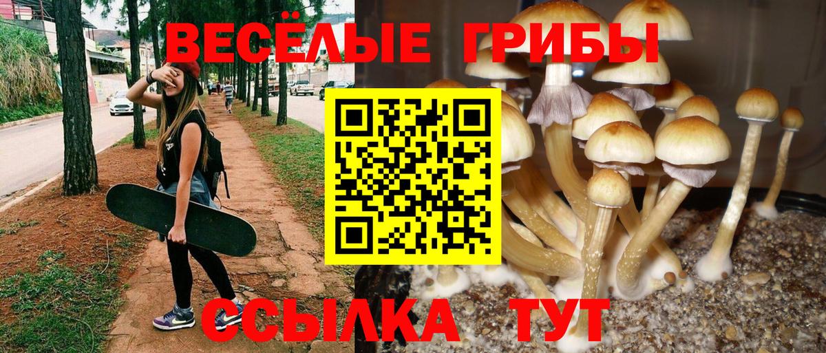 Псилоцибиновые грибы GOLDEN TEACHER  закладки  Карпинск  Вход с VPN  Галлюциногенные грибы Psilocybe 